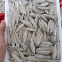 Frozen River Anchovy Fish