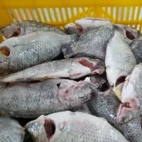 Black Tilapia Fish