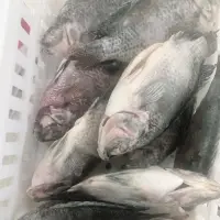 Black Tilapia Fish