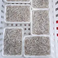 Frozen River Anchovy Fish