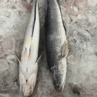 Snakehead Fillet 