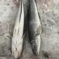 Snakehead Fillet 