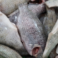 Black Tilapia Fish