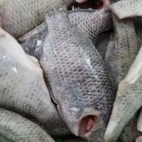 Black Tilapia Fish