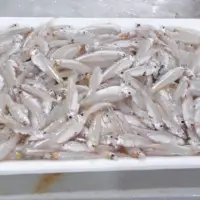 River Anchovy