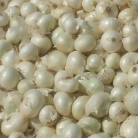 White Onion