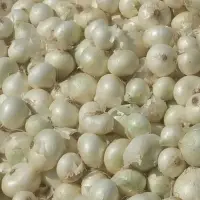 White Onion