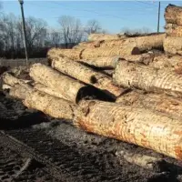 Douglas Fir