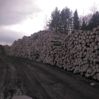 European Birch Log