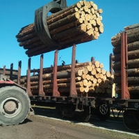 Europe Spruce/pine/fir Logs