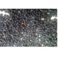 Cubeb or Piper Cubeba