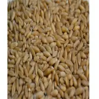 Wheat