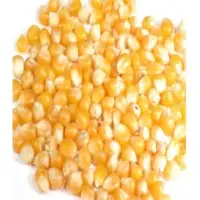 Yellow Corn