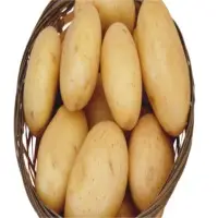 Potato