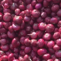 Onion