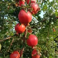 Pomegranate