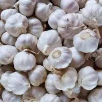 Garlic From Vietnam