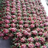 Dragon Fruit Vietnam Export