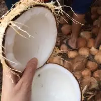 Semi Husked Coconut