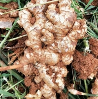 Vietnam Organic Fresh Ginger