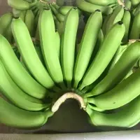 Cavendish Banana