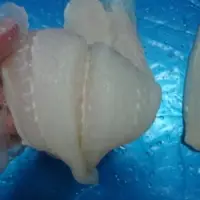 Pangasius Fillets