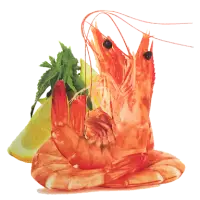 Shrimps And Prawns HOSO