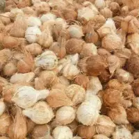 Semi Husked Coconut