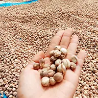 White Natural Cardamom Kapulaga