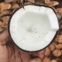 Fresh Coconut