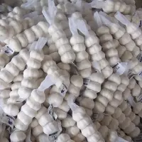 Pure White Garlic
