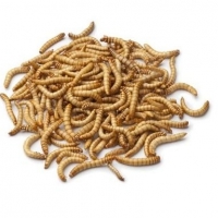 Mealworm Larva