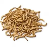 Mealworm Larva