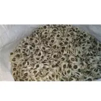 Moringa Seeds