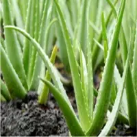 Aloe Vera Products