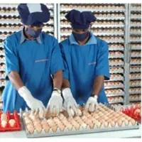 Hatching Eggs