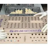 Day Old Broiler Chicks