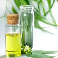Eucalyptus Oil