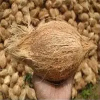 Semi Husked Coconut