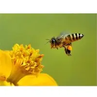 Acacia Honey
