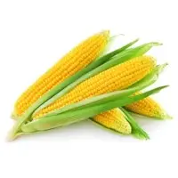 Yellow Maize
