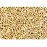 Organic wheat