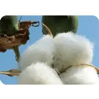 Organic cotton