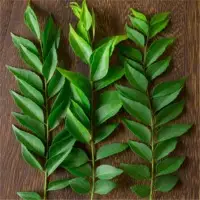 Curry Leaves