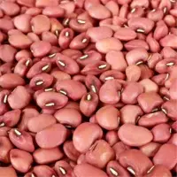 Cowpea (Vigna Unguiculata)