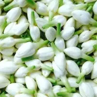 Fresh Jasmine (Twined & Untwined)