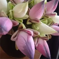 Fresh Lotus