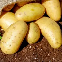 Fresh Potato