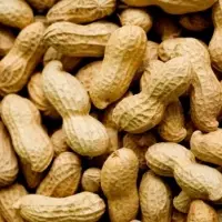 Peanut