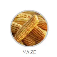 Maize